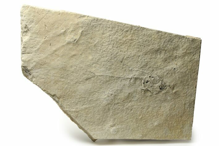 Long, Unprepared Fossil Fish (Knightia) - Wyoming #290669